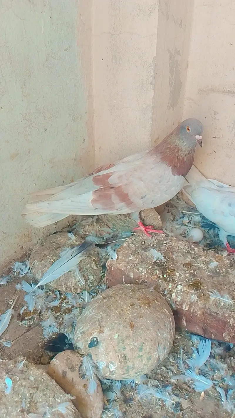healthy and breeder pair — photo 6