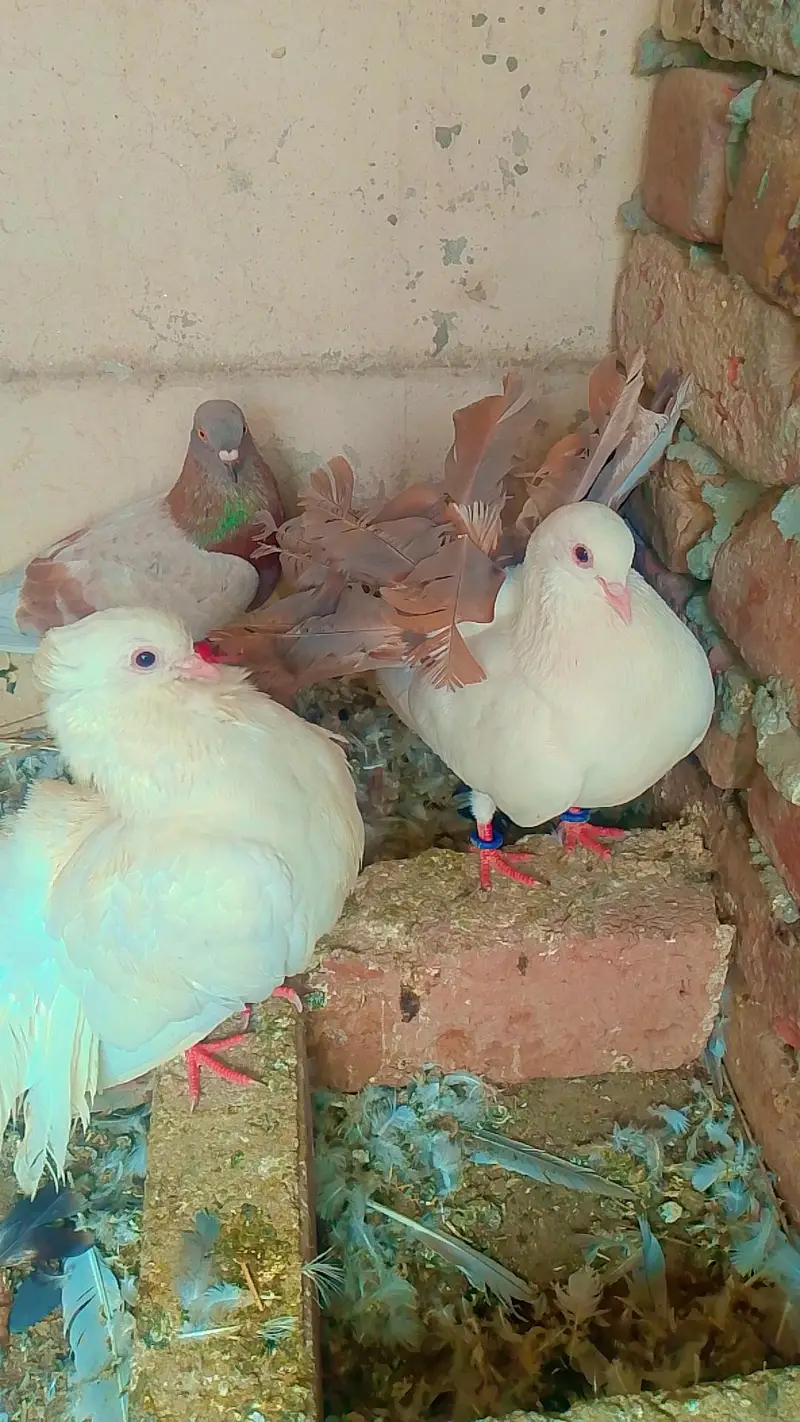 healthy and breeder pair — photo 7