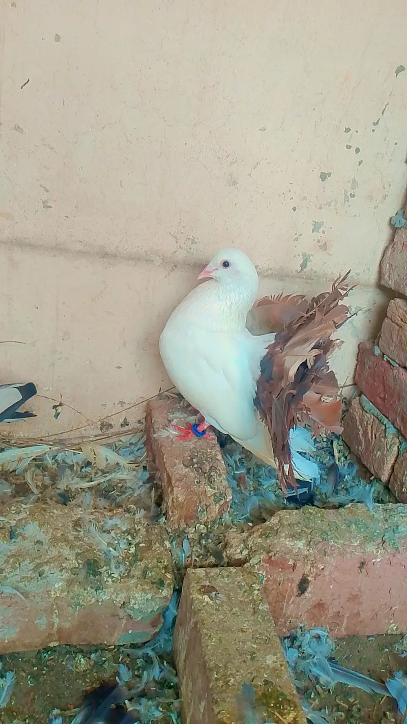 healthy and breeder pair — photo 9
