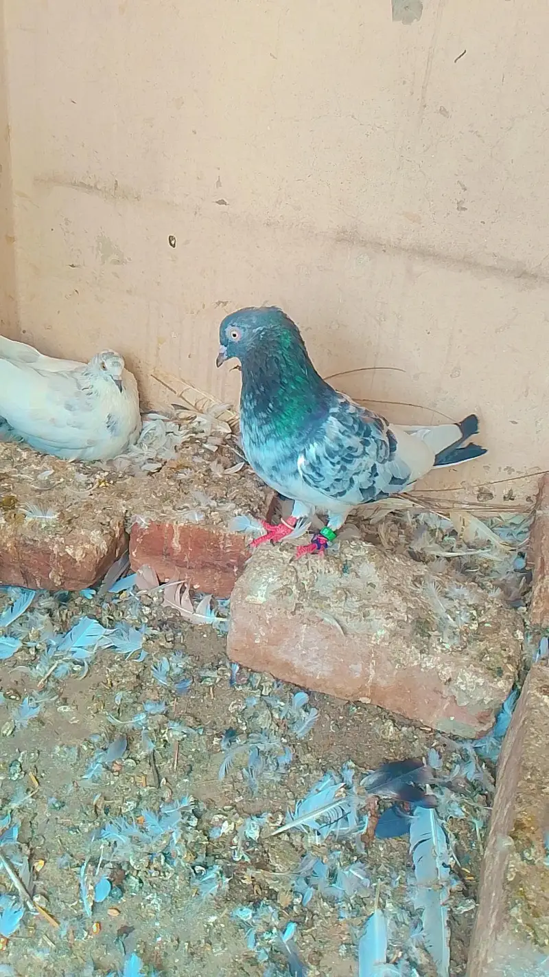 healthy and breeder pair — photo 10