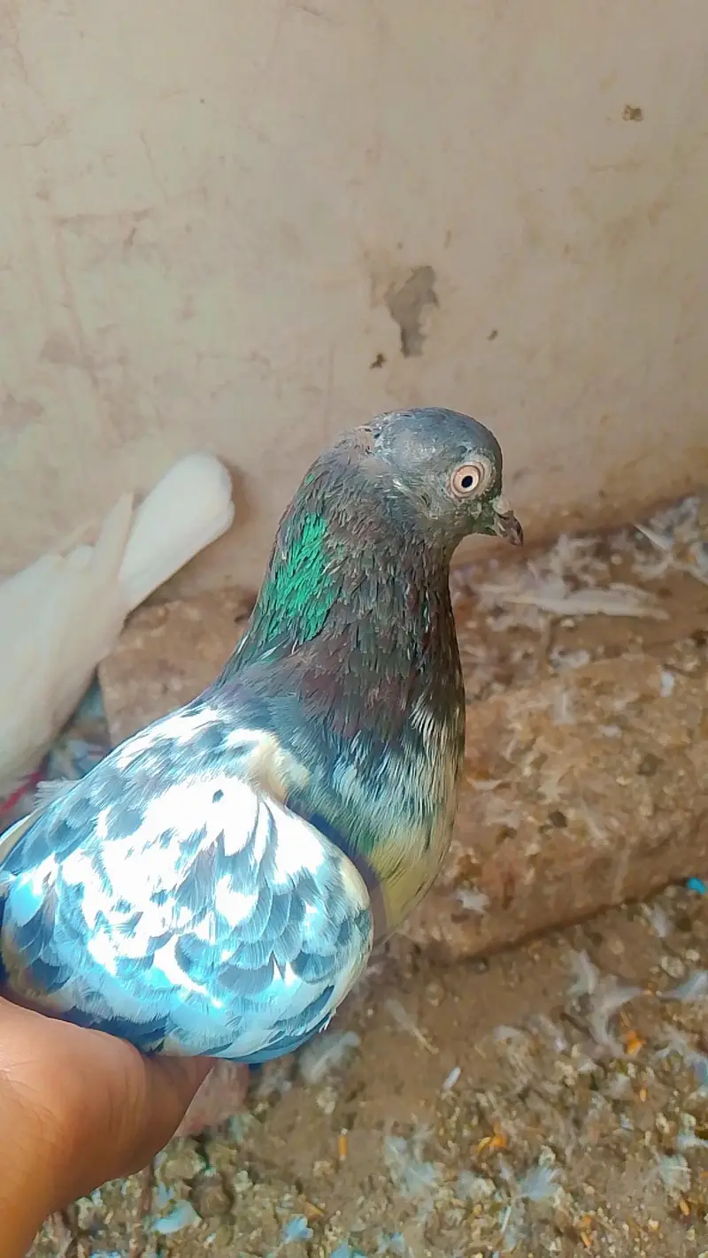 healthy and breeder pair — photo 11