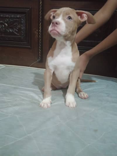 American Pitbull