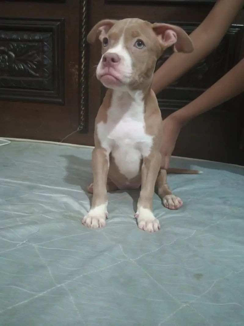 American Pitbull — photo 2