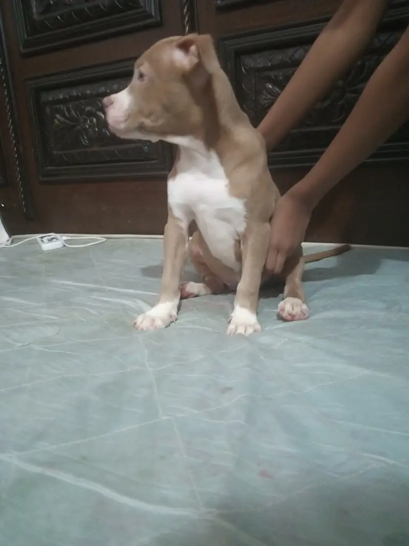 American Pitbull — photo 3