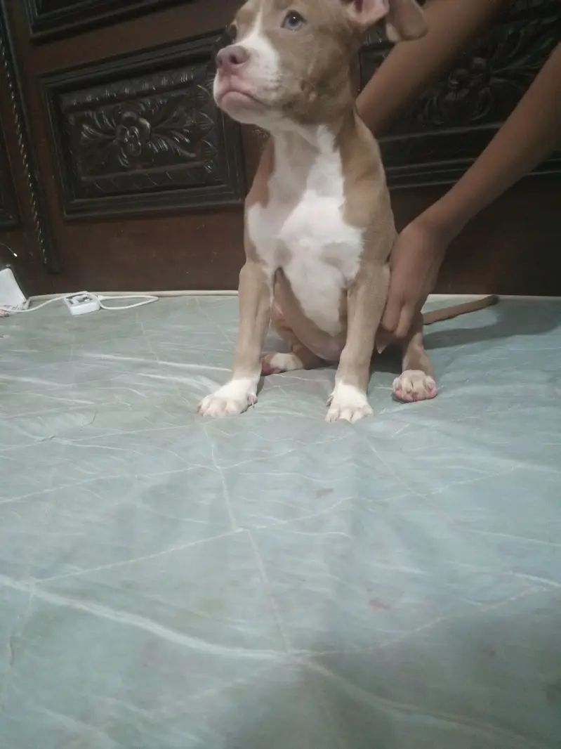American Pitbull — photo 4