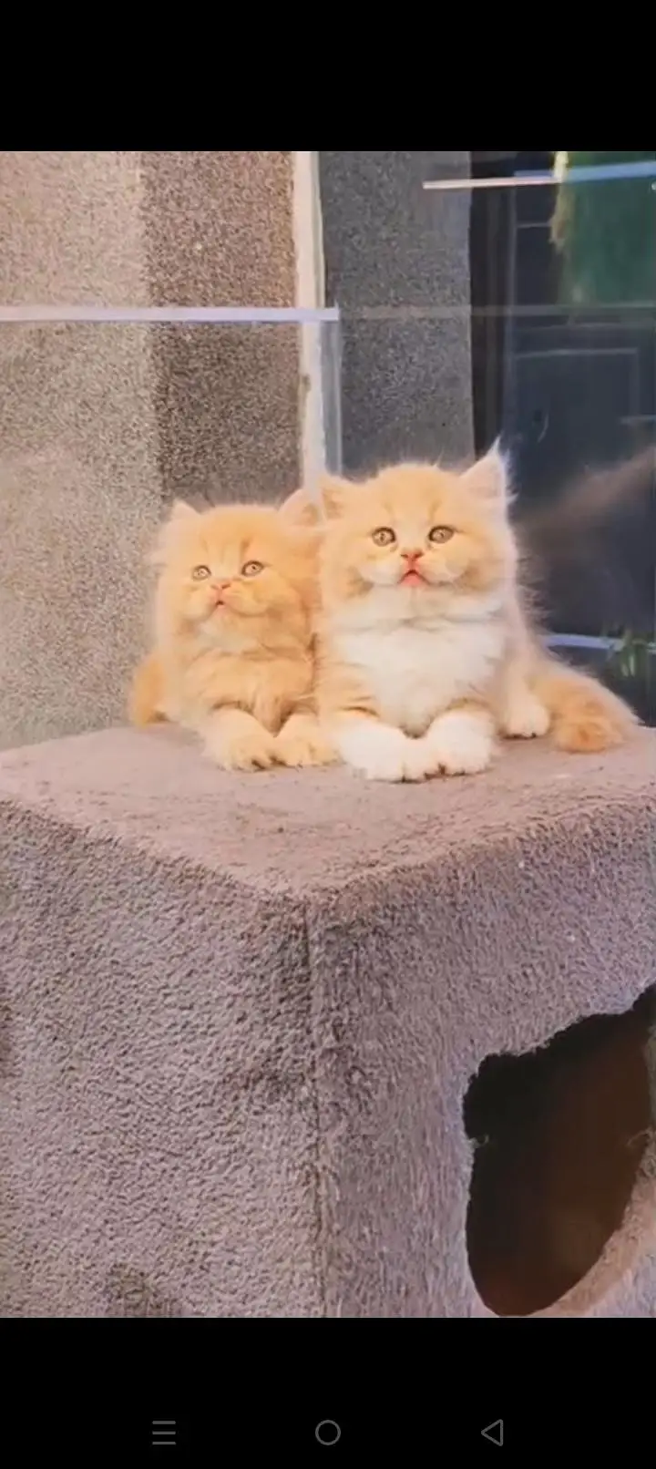 Quality Persian cat & Kittens. Male & female 03479996792. whatsapp — photo 2