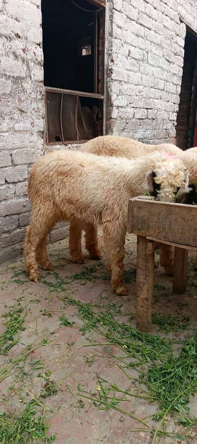 3.5 Month Old Healthy White Chatra for Sale –Active Quality