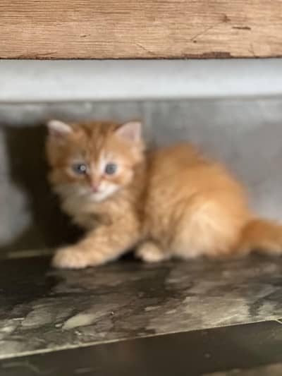 pure Persian kittens