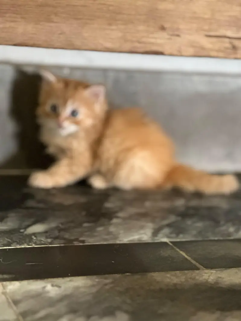 pure Persian kittens — photo 2
