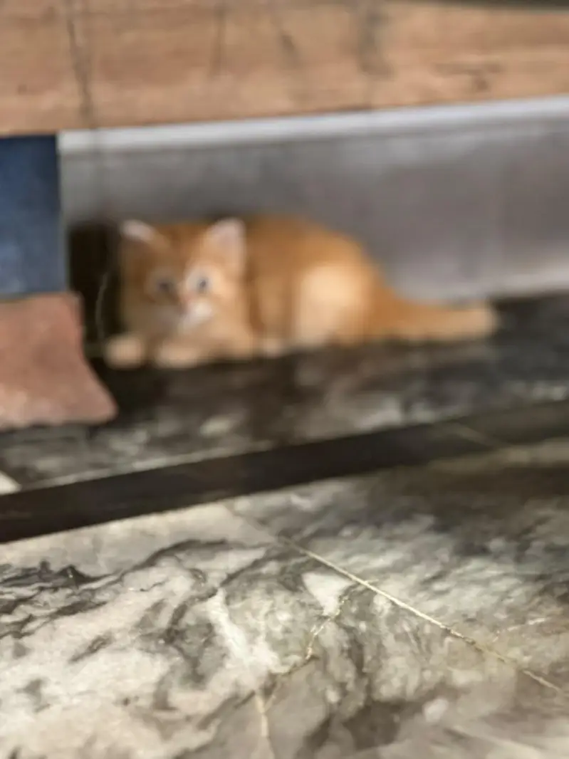 pure Persian kittens — photo 3