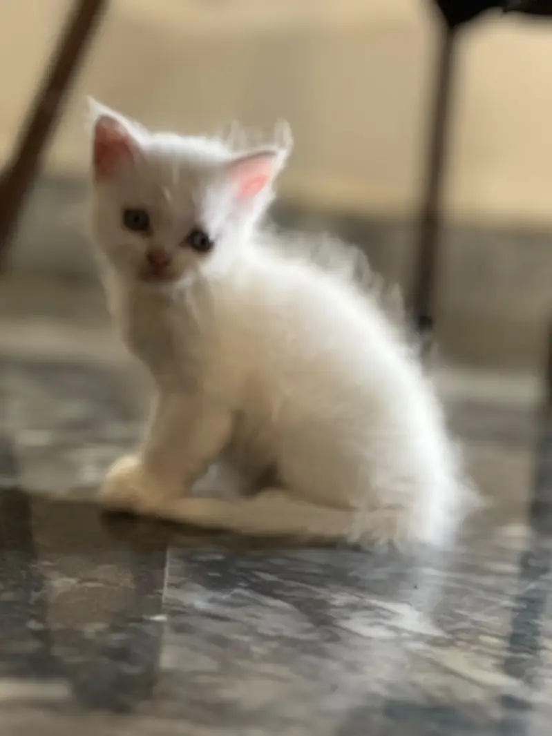pure Persian kittens — photo 4