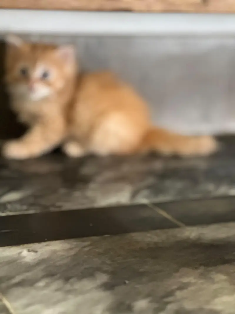 pure Persian kittens — photo 5
