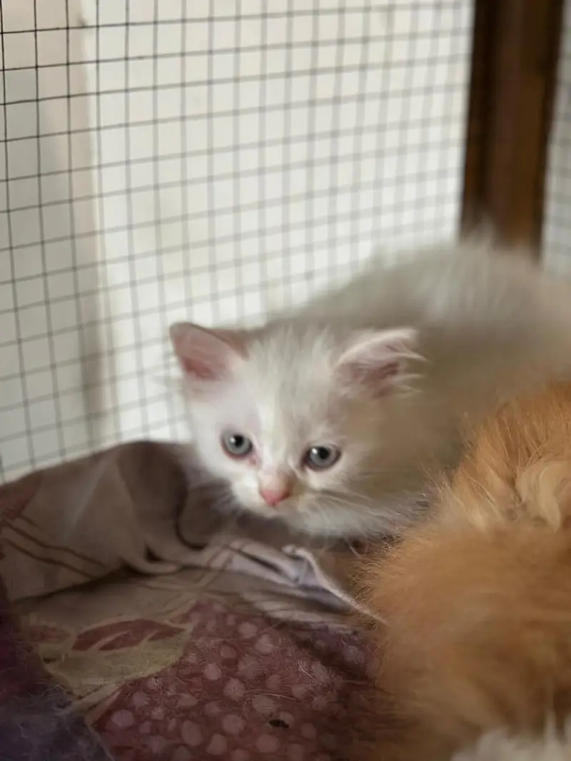 pure Persian kittens — photo 6