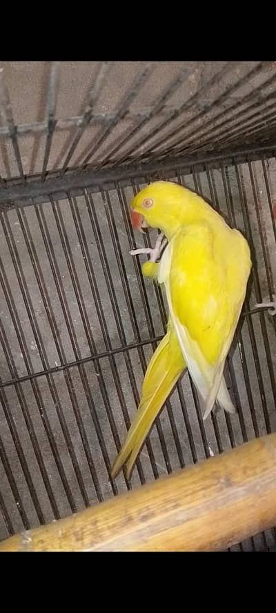 Breader female for sale 03143275503