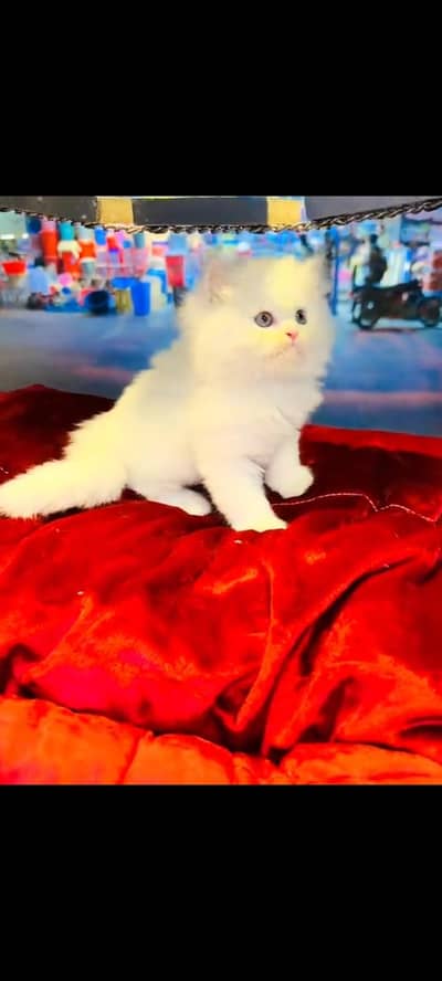 persian cat for sale My WhatsApp number 03093713755