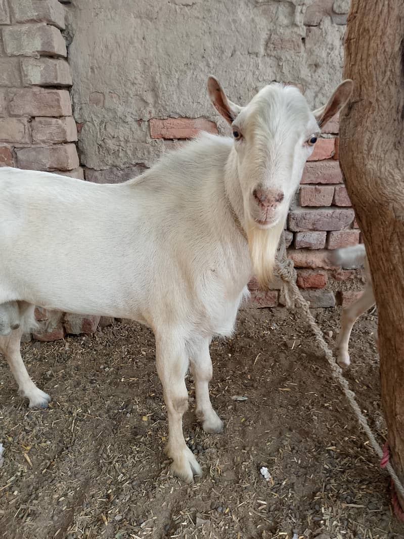 ایک بکرا بریڈرٹیٹڈی + 1 ایک ٹیڈی بکری گابھن + ایک چھوٹا بکرا 8