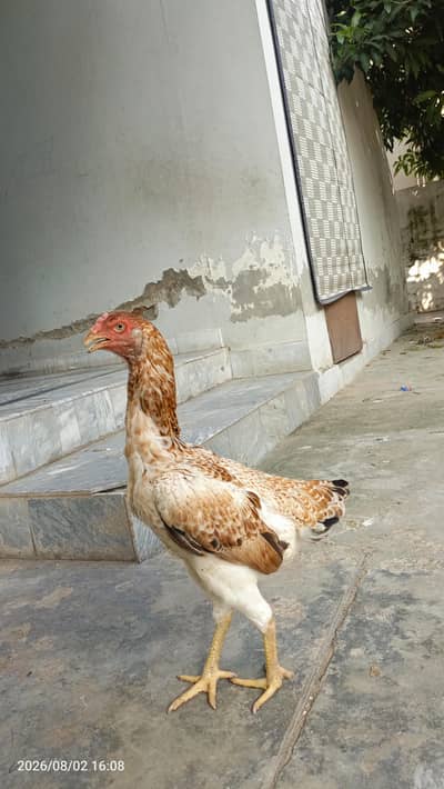 4 O shomo for sale chicks