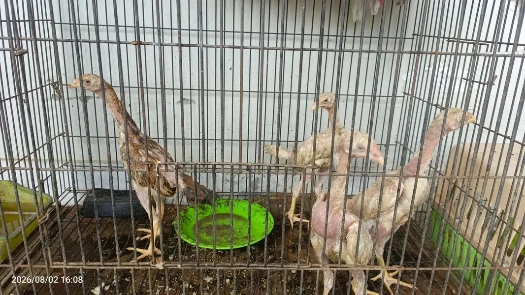 4 O shomo for sale chicks — photo 2