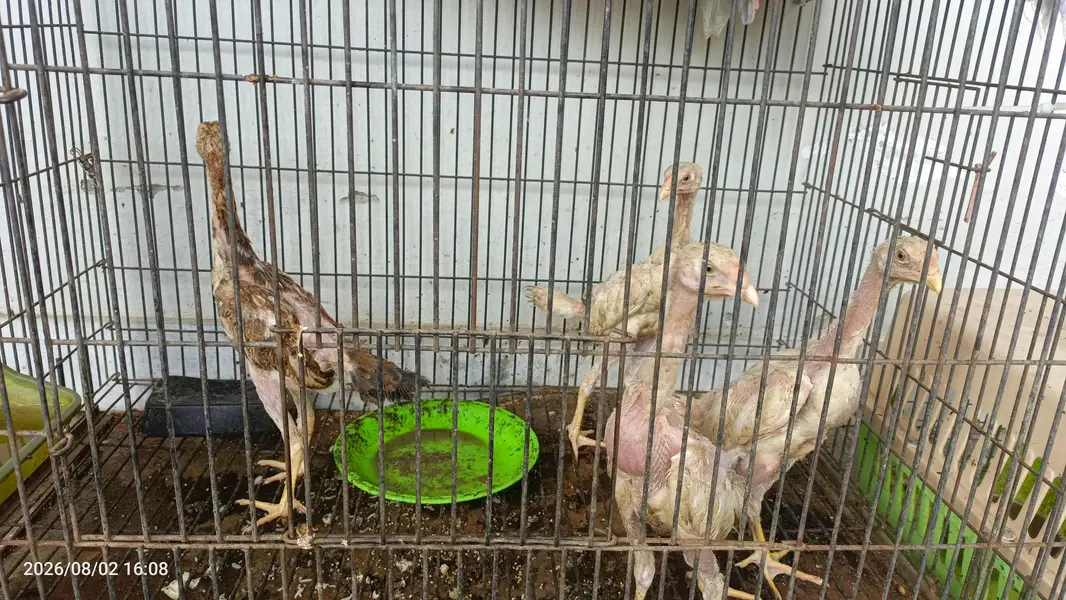 4 O shomo for sale chicks — photo 3