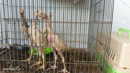 4 O shomo for sale chicks