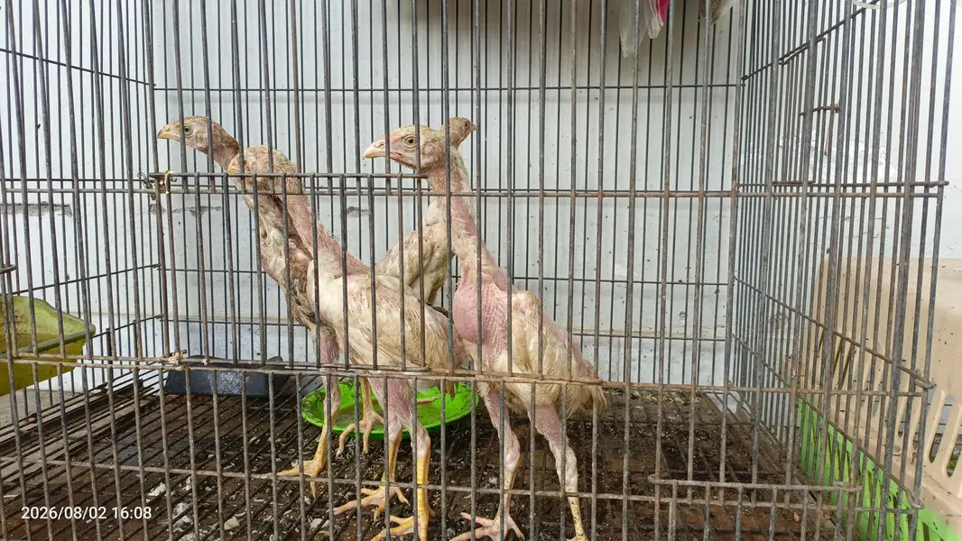 4 O shomo for sale chicks — photo 5