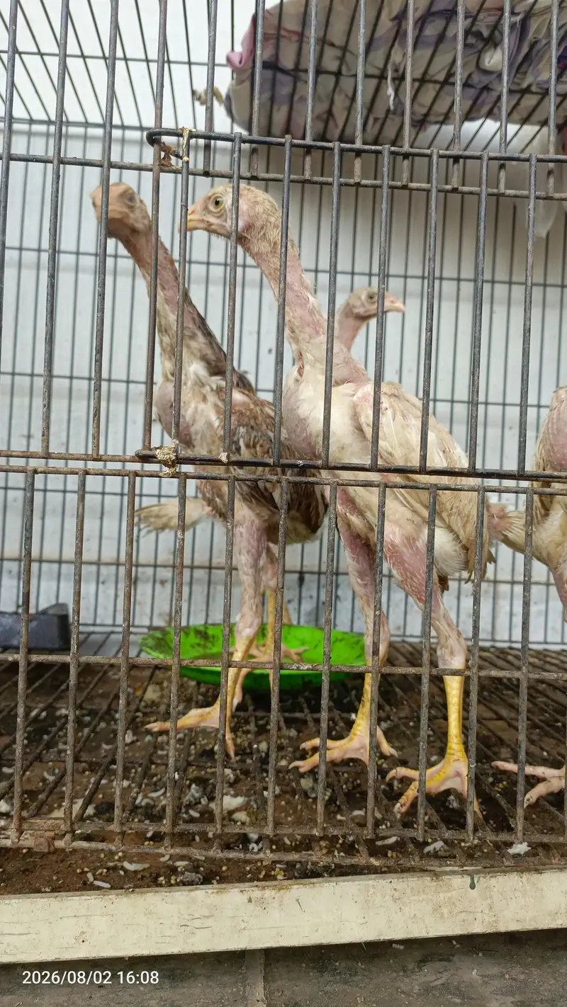 4 O shomo for sale chicks — photo 6