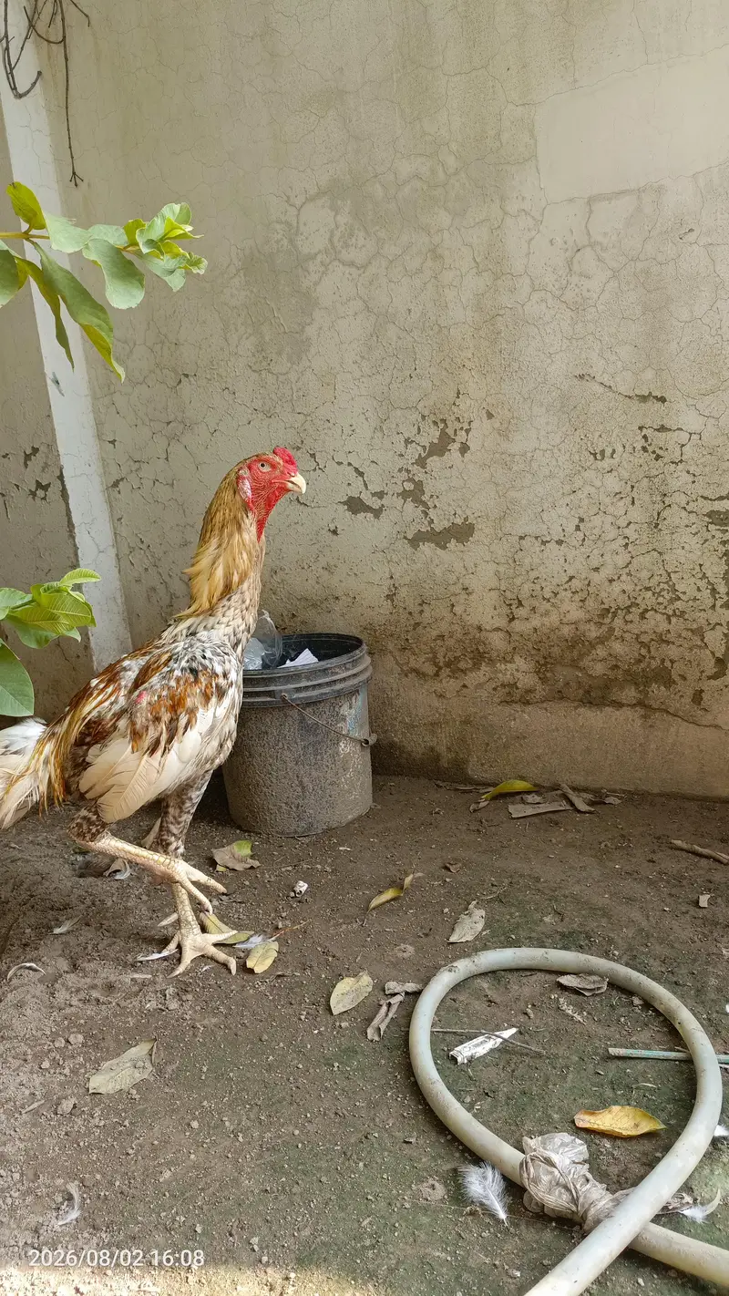4 O shomo for sale chicks — photo 7
