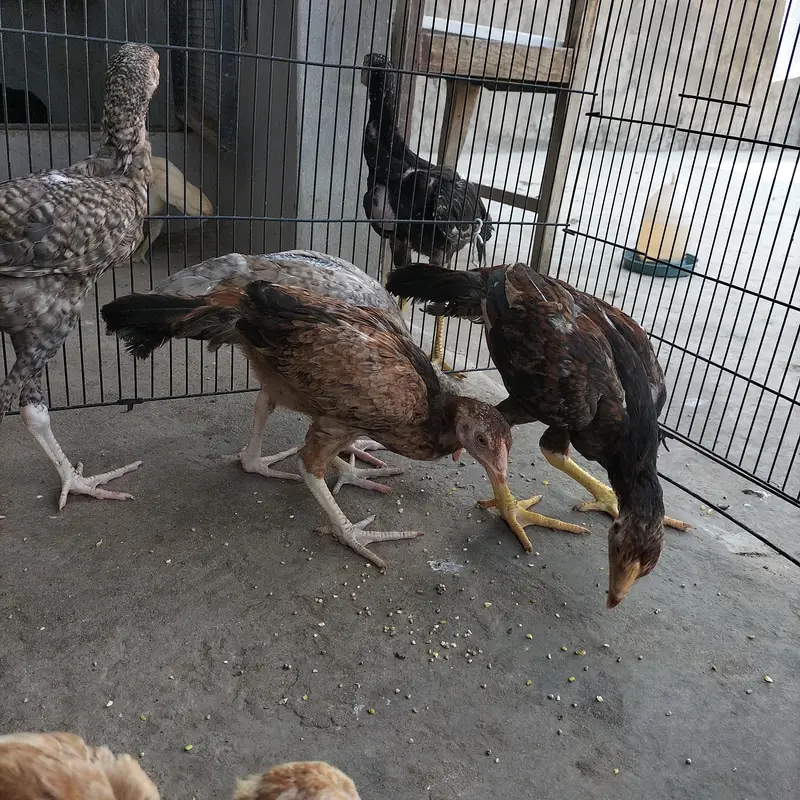 chick — photo 2