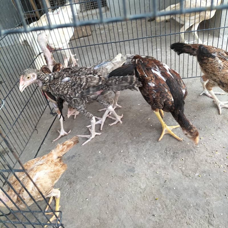 chick 3