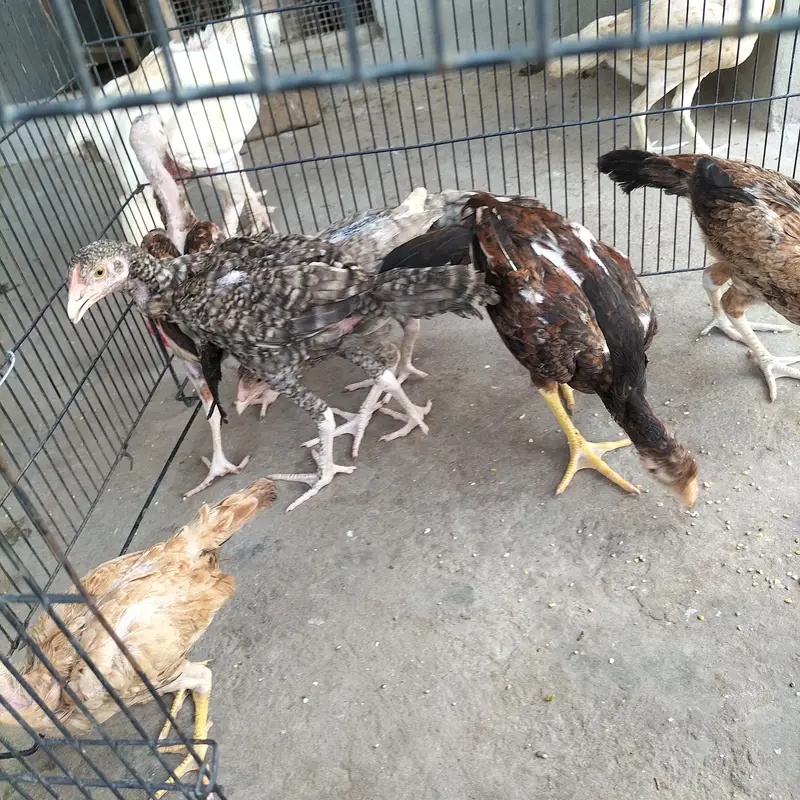 chick — photo 4