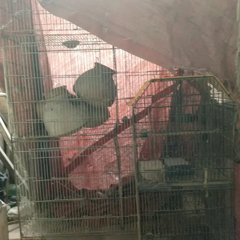 6 partition pinjra — photo 2