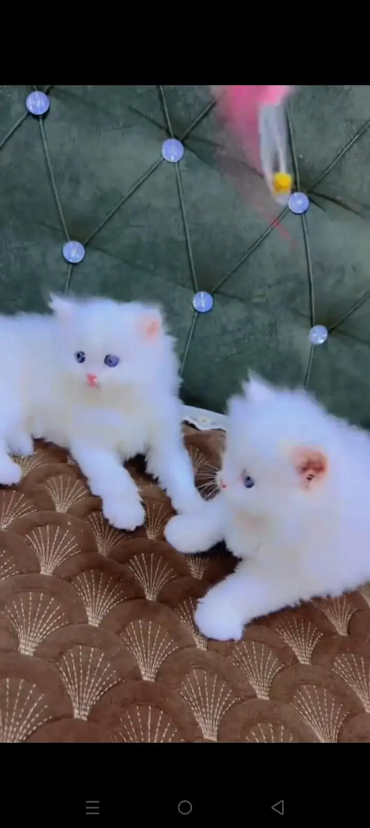 Quality Persian cat & Kittens. Male & female 03479996792. whatsapp — photo 2