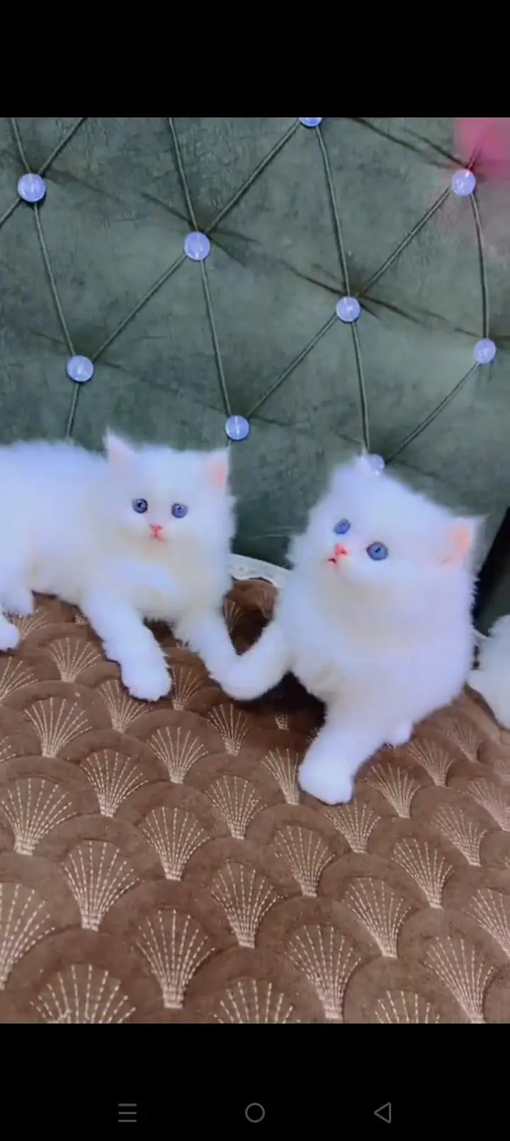 Quality Persian cat & Kittens. Male & female 03479996792. whatsapp — photo 3