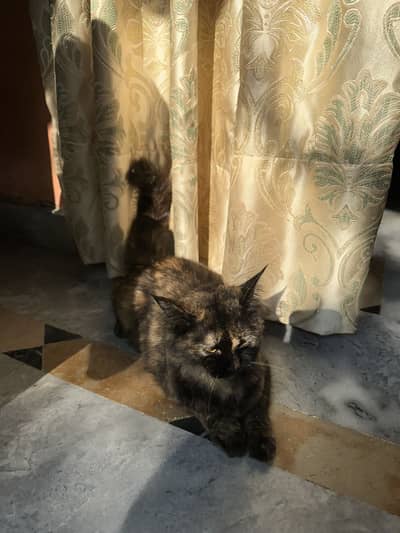 KITTEN FOR SALE