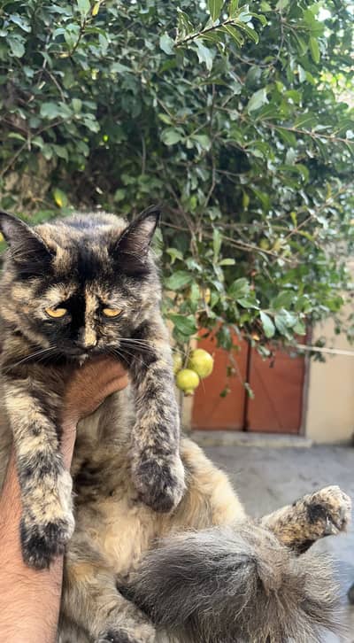 KITTEN FOR SALE