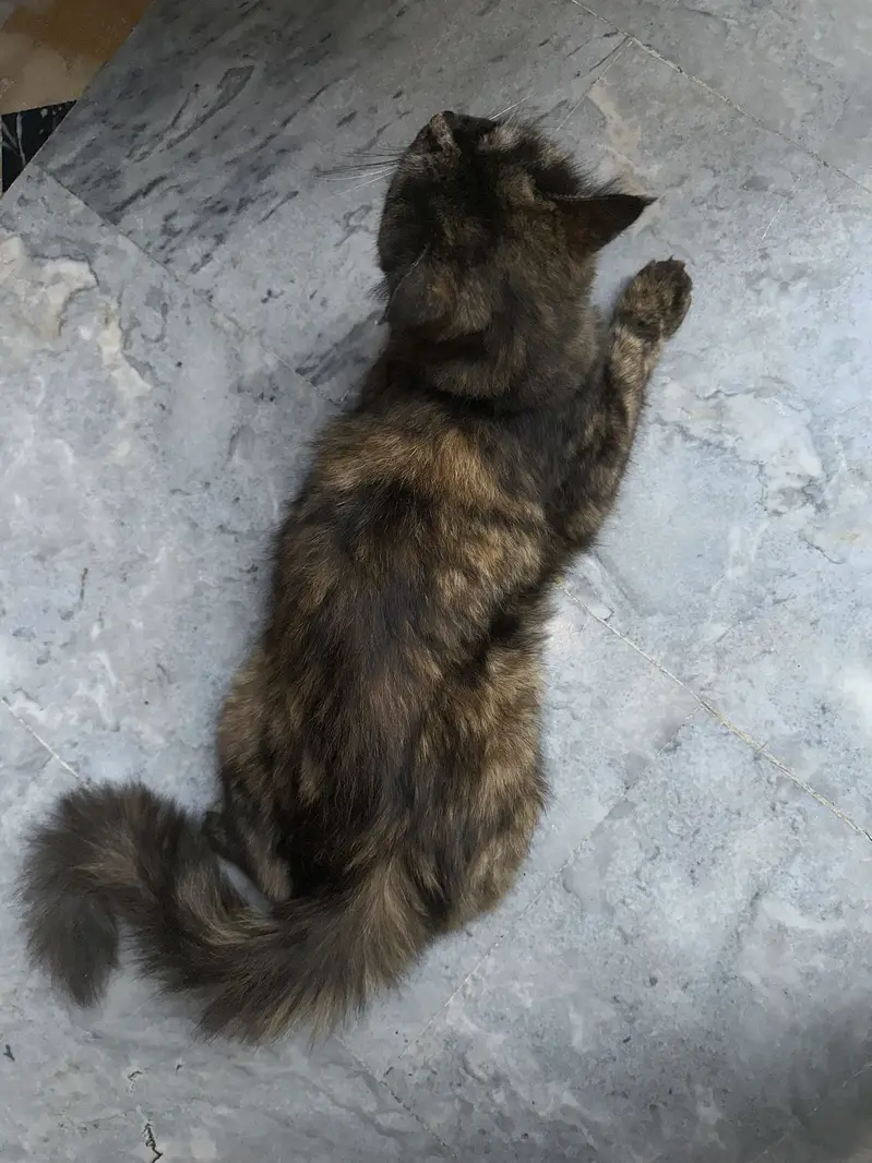 KITTEN FOR SALE — photo 3