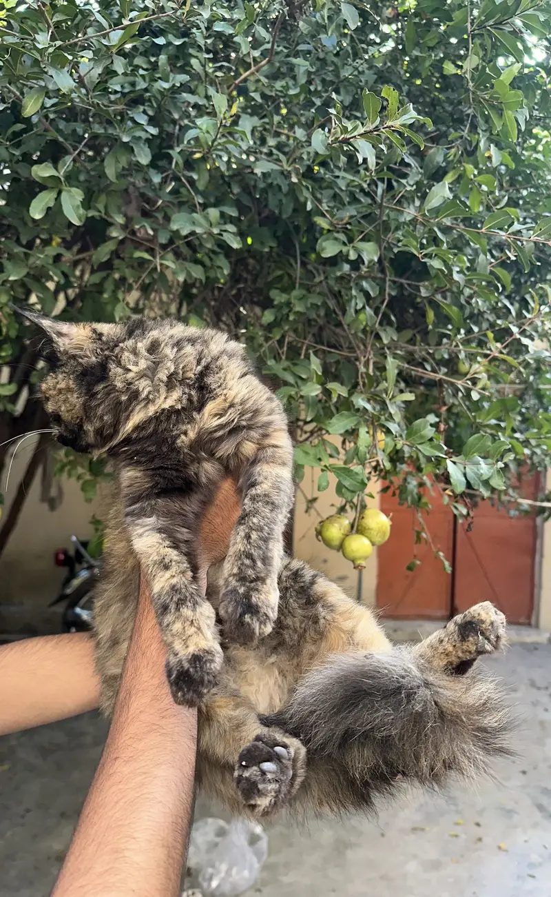 KITTEN FOR SALE — photo 4