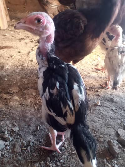High quality aseel lasani chicks available fr sale