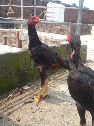 Aseel Thai pathy 6, pathiya 3 Bari Murgi 1 for sale