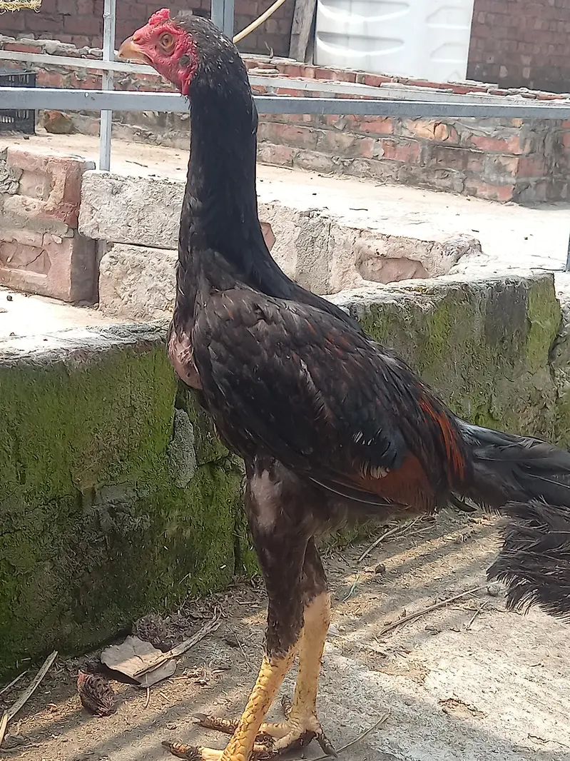 Aseel Thai pathy 6, pathiya 3 Bari Murgi 1 for sale — photo 2
