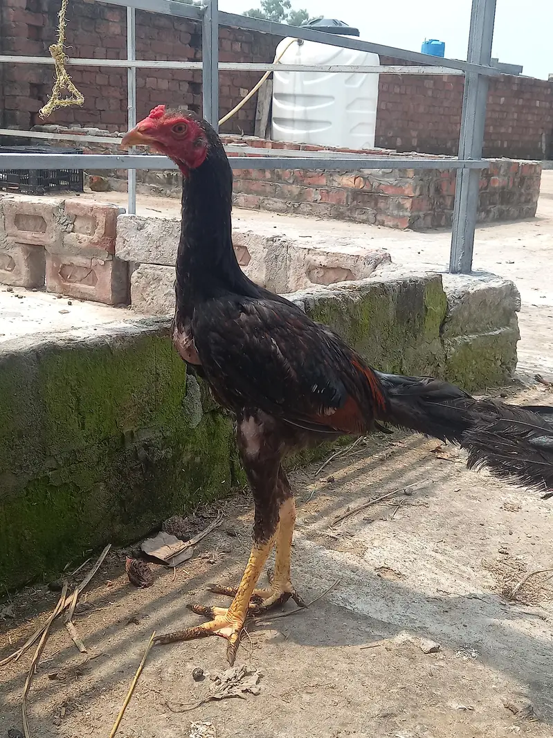 Aseel Thai pathy 6, pathiya 3 Bari Murgi 1 for sale — photo 3