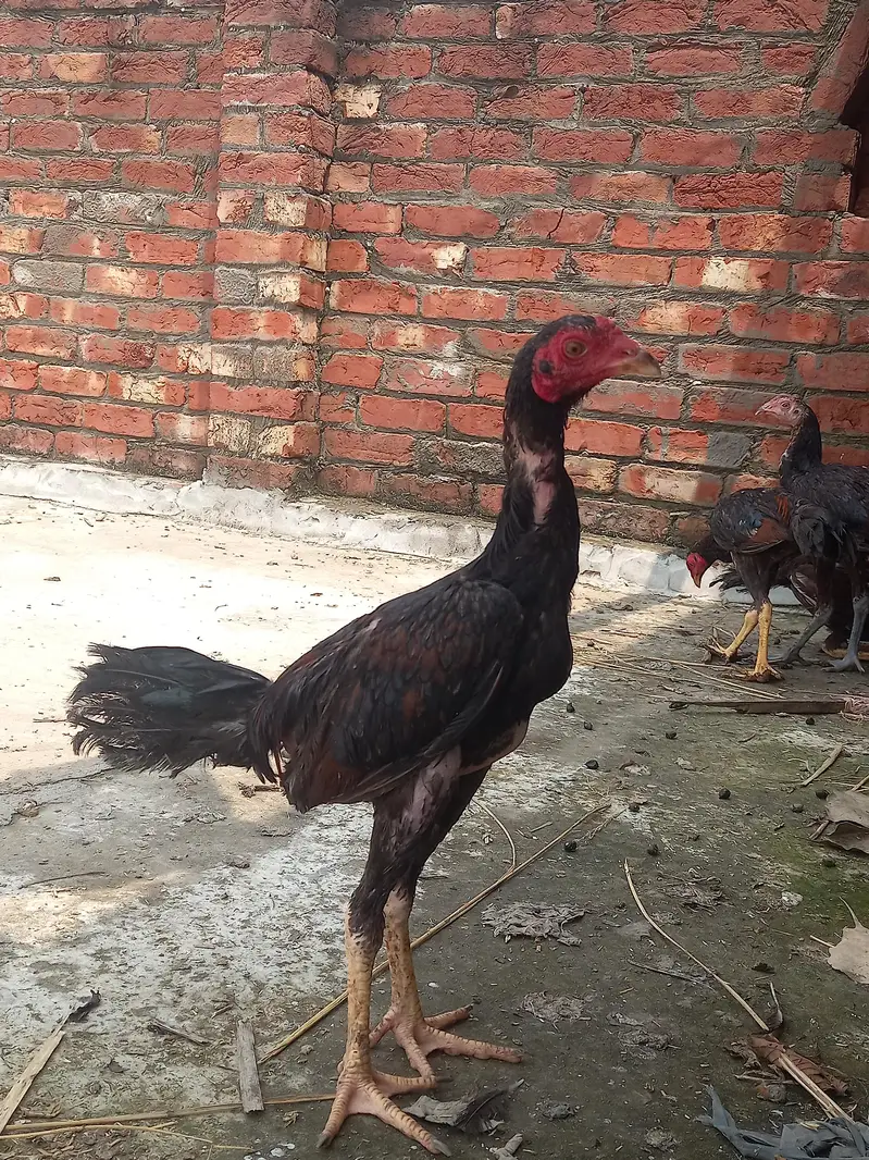 Aseel Thai pathy 6, pathiya 3 Bari Murgi 1 for sale — photo 4
