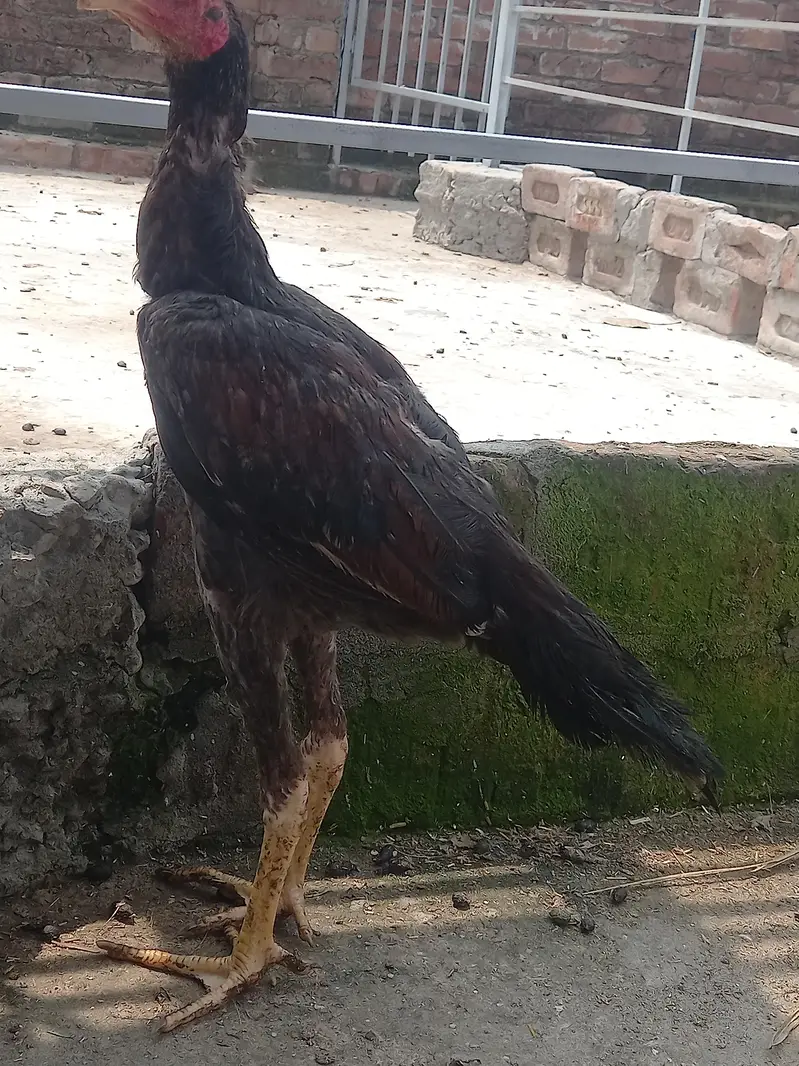 Aseel Thai pathy 6, pathiya 3 Bari Murgi 1 for sale — photo 5