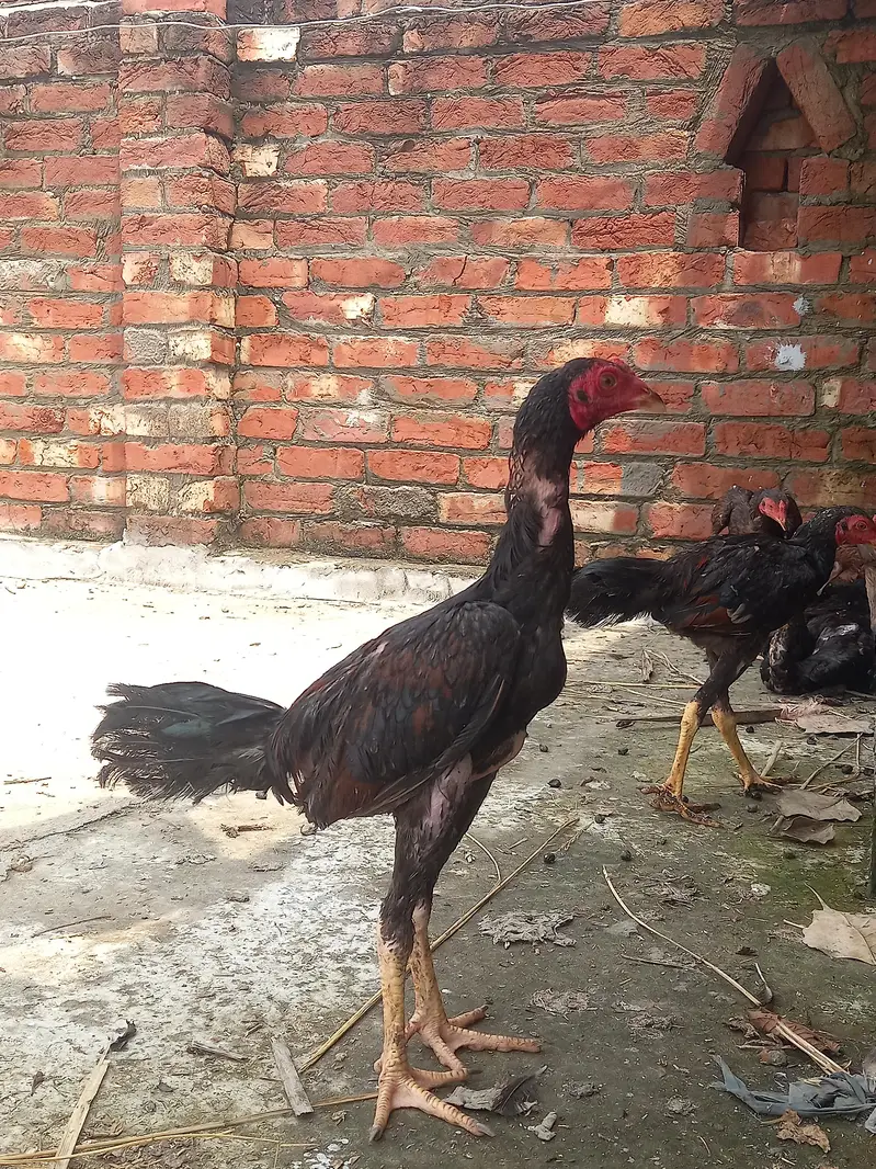 Aseel Thai pathy 6, pathiya 3 Bari Murgi 1 for sale — photo 7