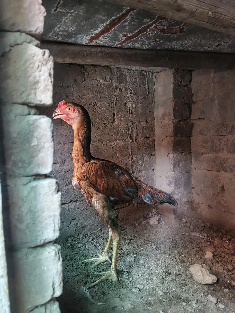 Birmi Hint 03124252652 watsapp — photo 2
