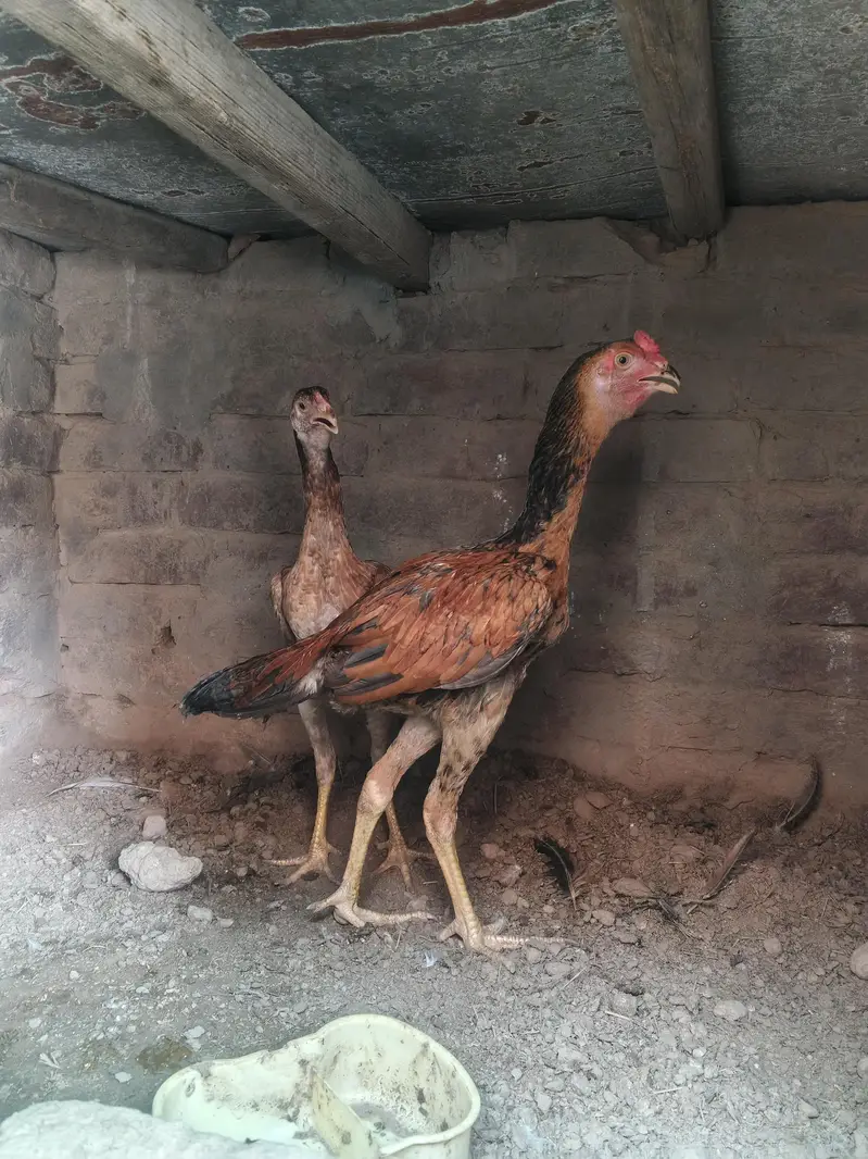 Birmi Hint 03124252652 watsapp — photo 4