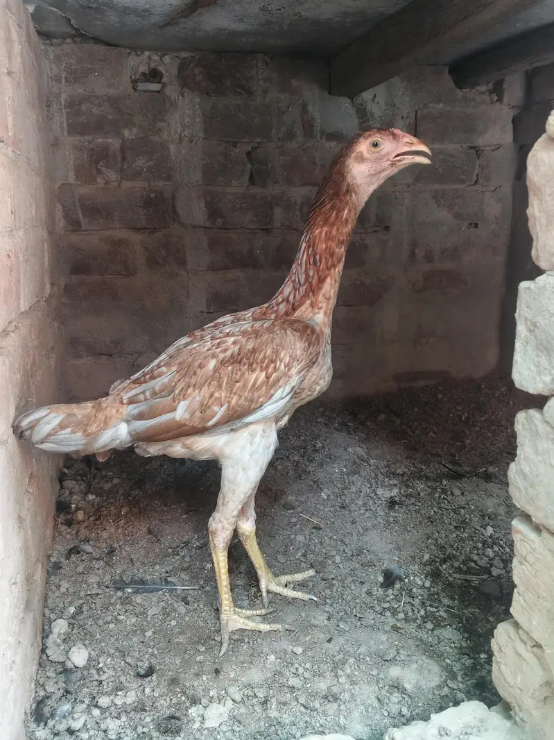 Birmi Hint 03124252652 watsapp — photo 5