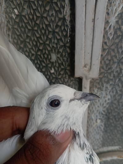 kabootar