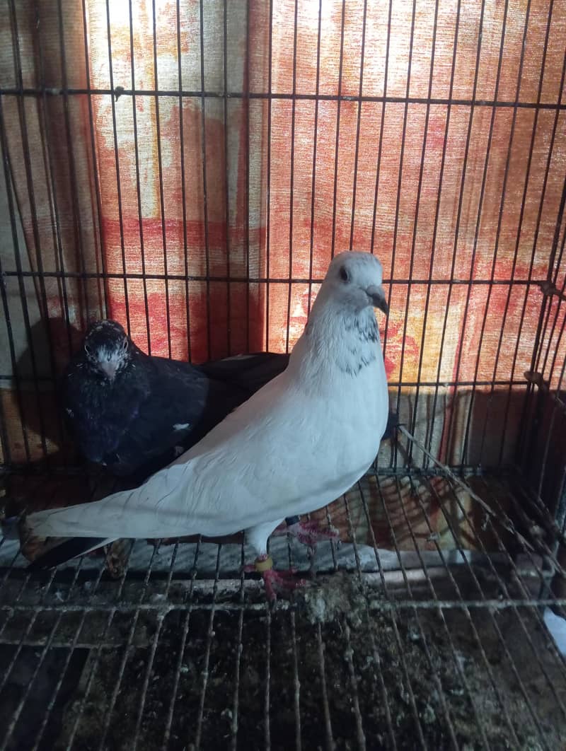 kabootar 1