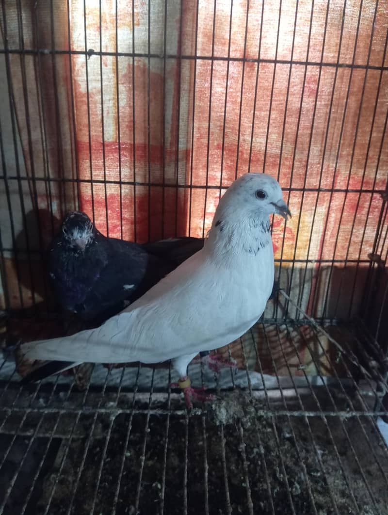 kabootar 2